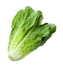 LECHUGA